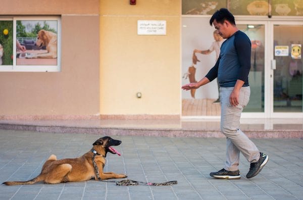 Pet Boarding,Grooming,Training in Dubai