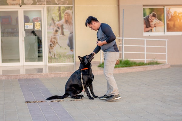 dog training in Dubai 