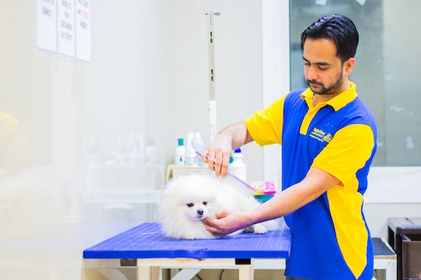 Pet grooming,Spa in Dubai 